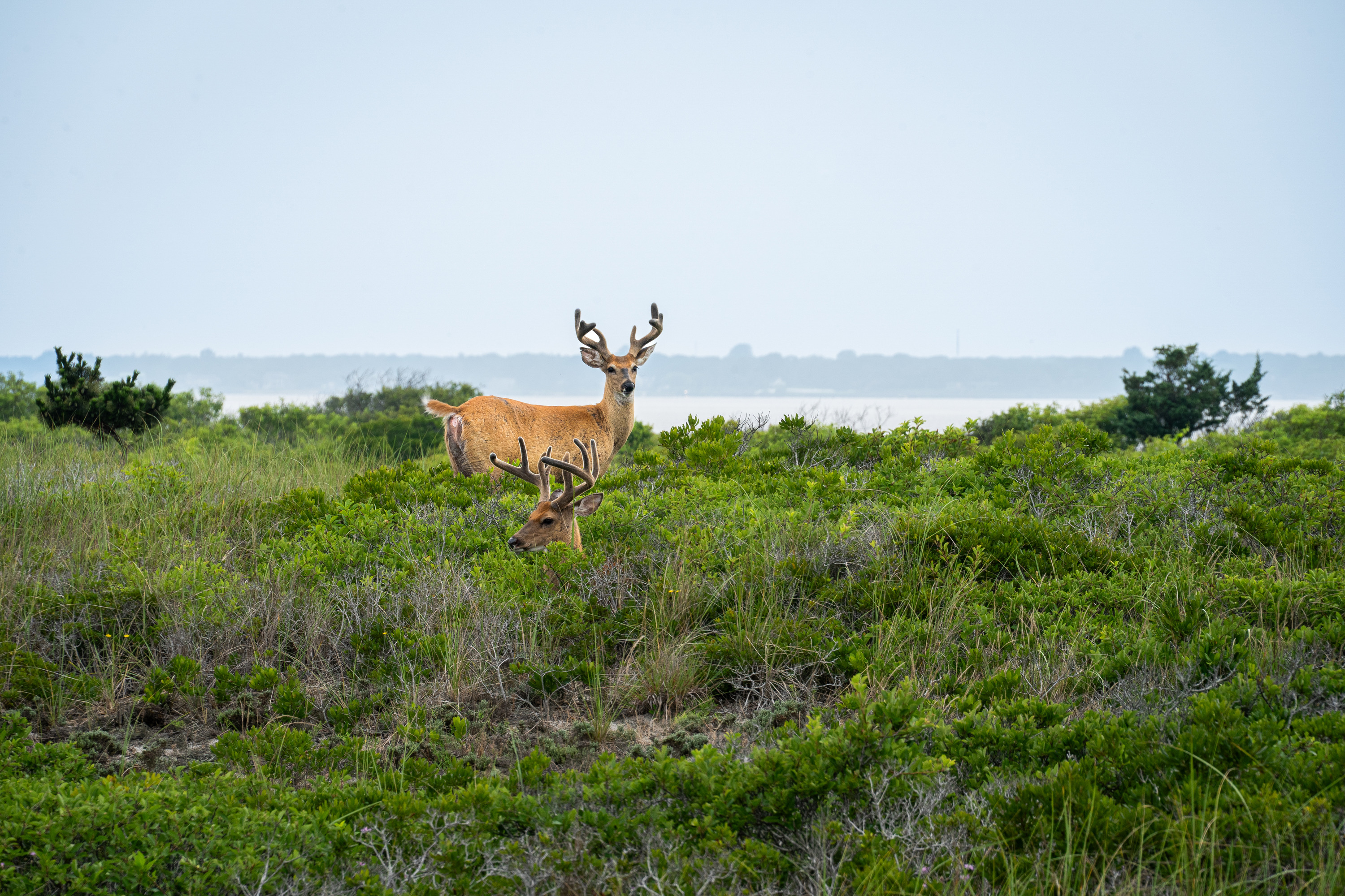 Two deer look out among thick, low-growing vegetation with a bay and mainland visible in the background.