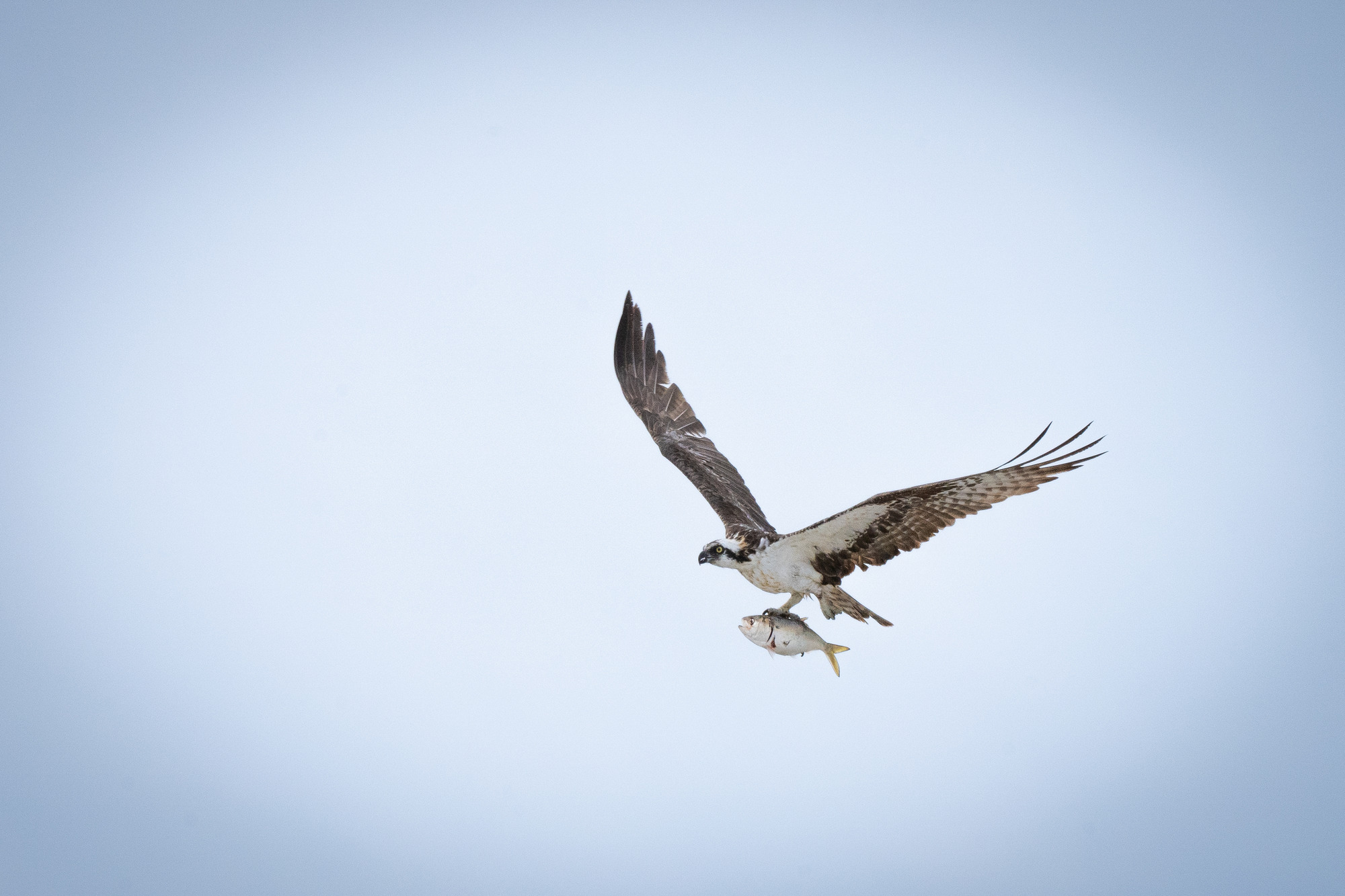 A brown and white bird of prey in flight with a small, round silver fish in its talons.