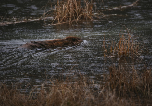 a beaver swimming in a lake