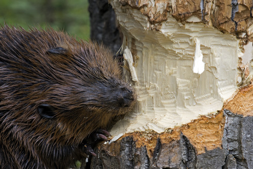 A beaver chewing on a balsam poplar