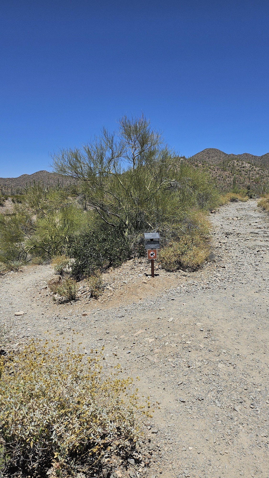 Vertical image. A coarse-dirt trail splits in the middle of the image, to the left is descends into a dry riverbed, to the right is ascends to a hilly trail. Surrounding the trail is dense desert vegetation.
