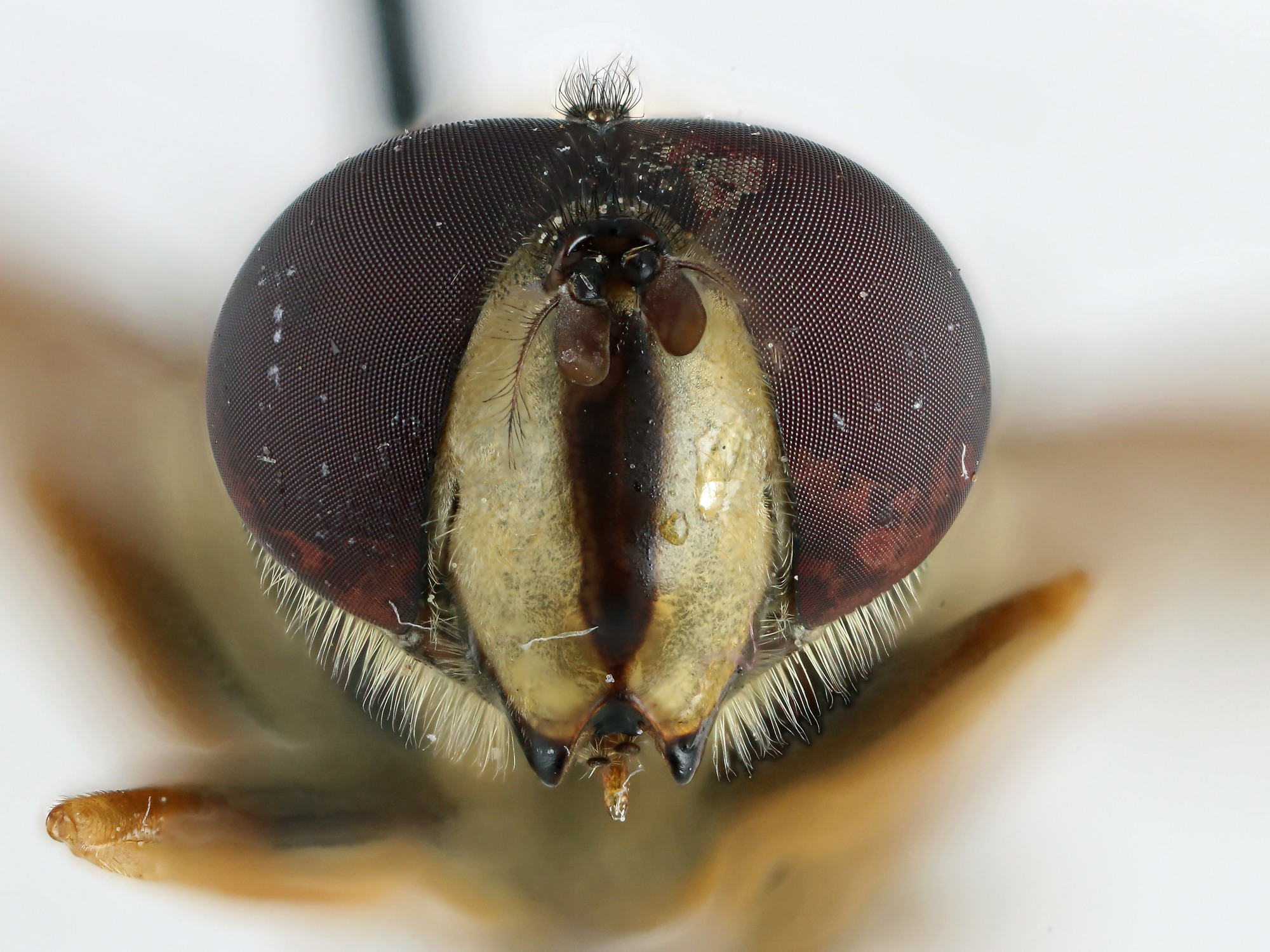 Head view of pinned flower fly, Sericomyia chalcopyga