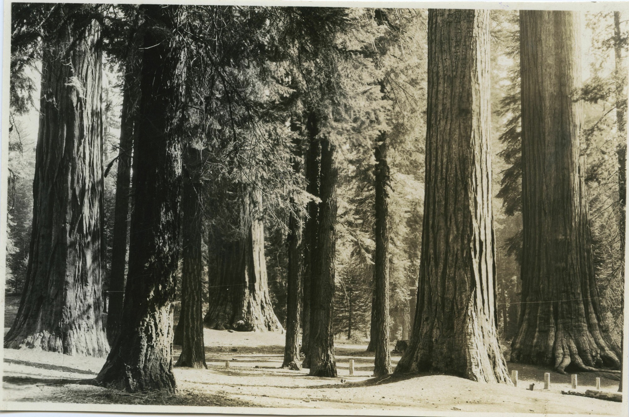 SEKI Roberts Collection Series: 3 Prints; 1 Small; 13 Sequoias