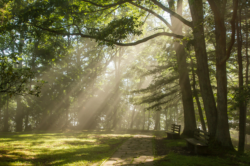 sun beams shine through trees
