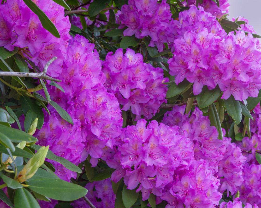 purple flowers