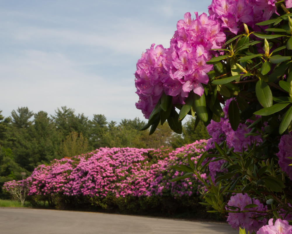 purple flowered rhododendrons along parking lot