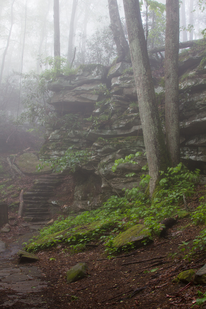 trail through fog and trees