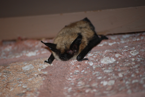 A Western small-footed bat with black ears, face, and wings clings upside down to a rocky surface.