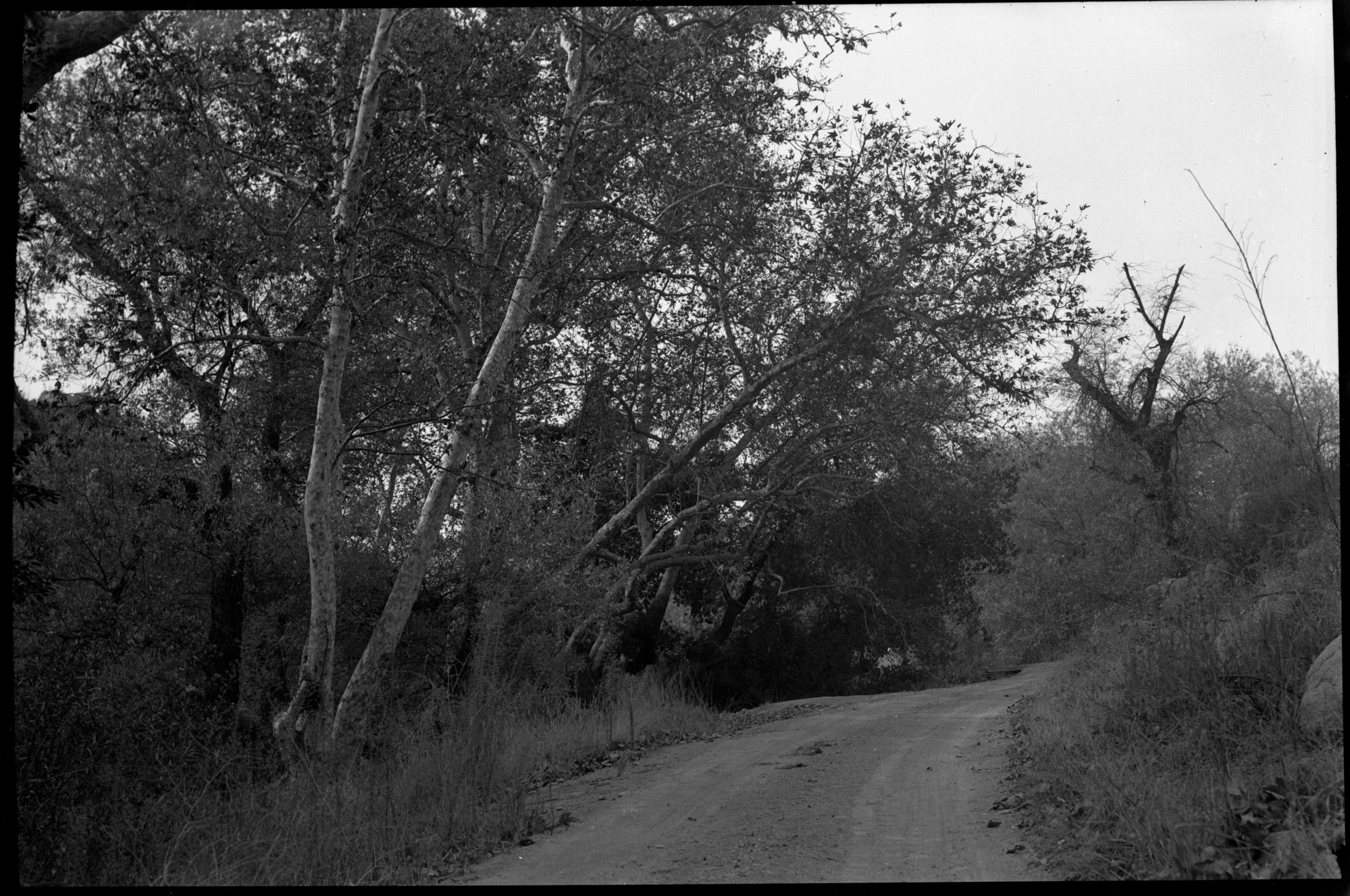 SEKI Roberts Collection Series: 2 Negatives; 5 Foothills