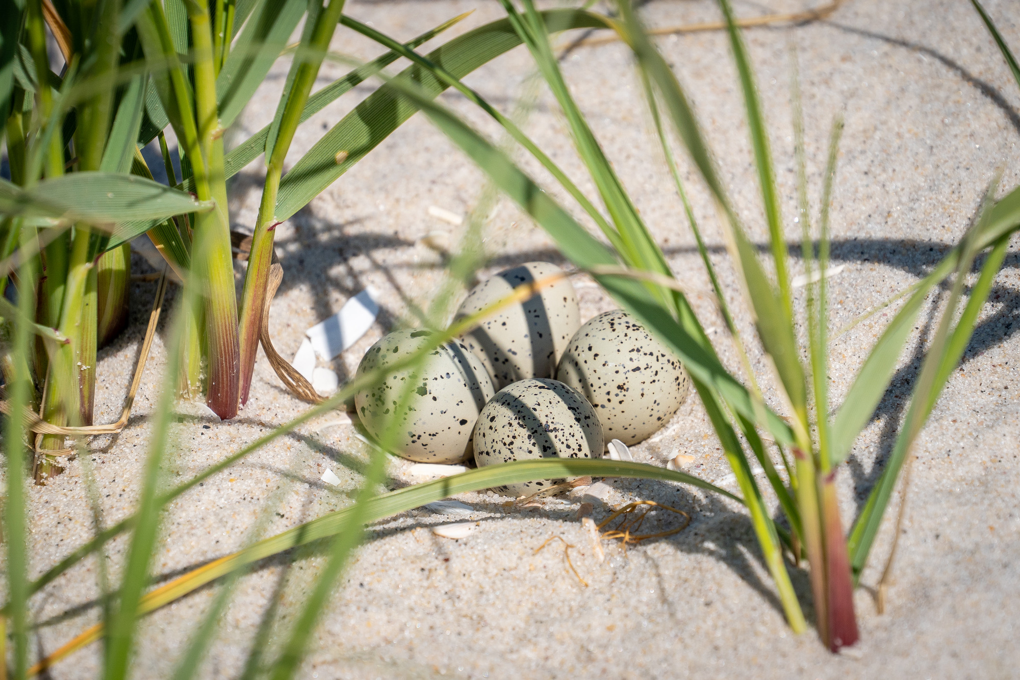 Four tan-colored speckled eggs lying in beach sand and surrounded by green beach grass.