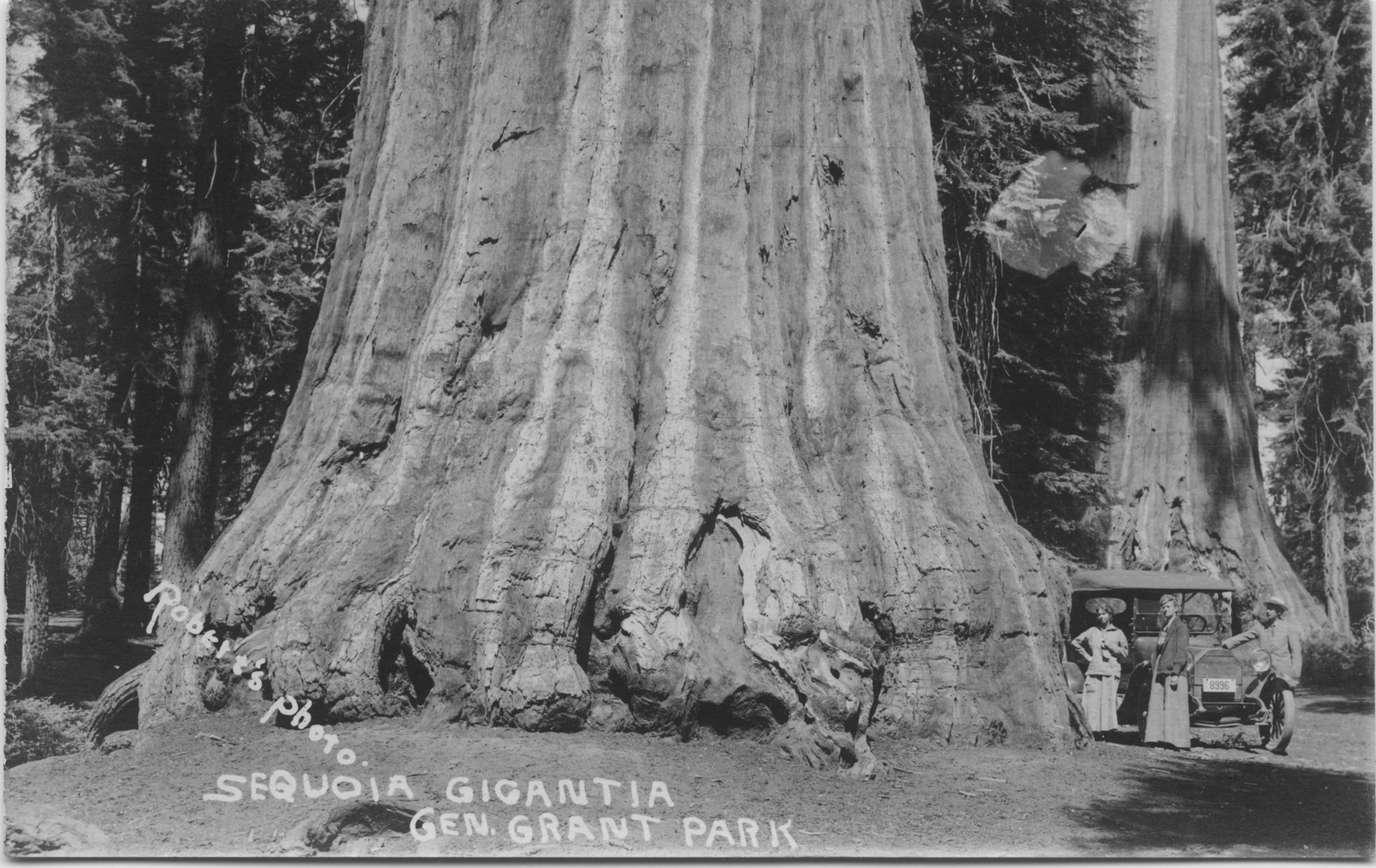 SEKI Roberts Collection Series: 3 Prints; 1 Small; 13 Sequoias