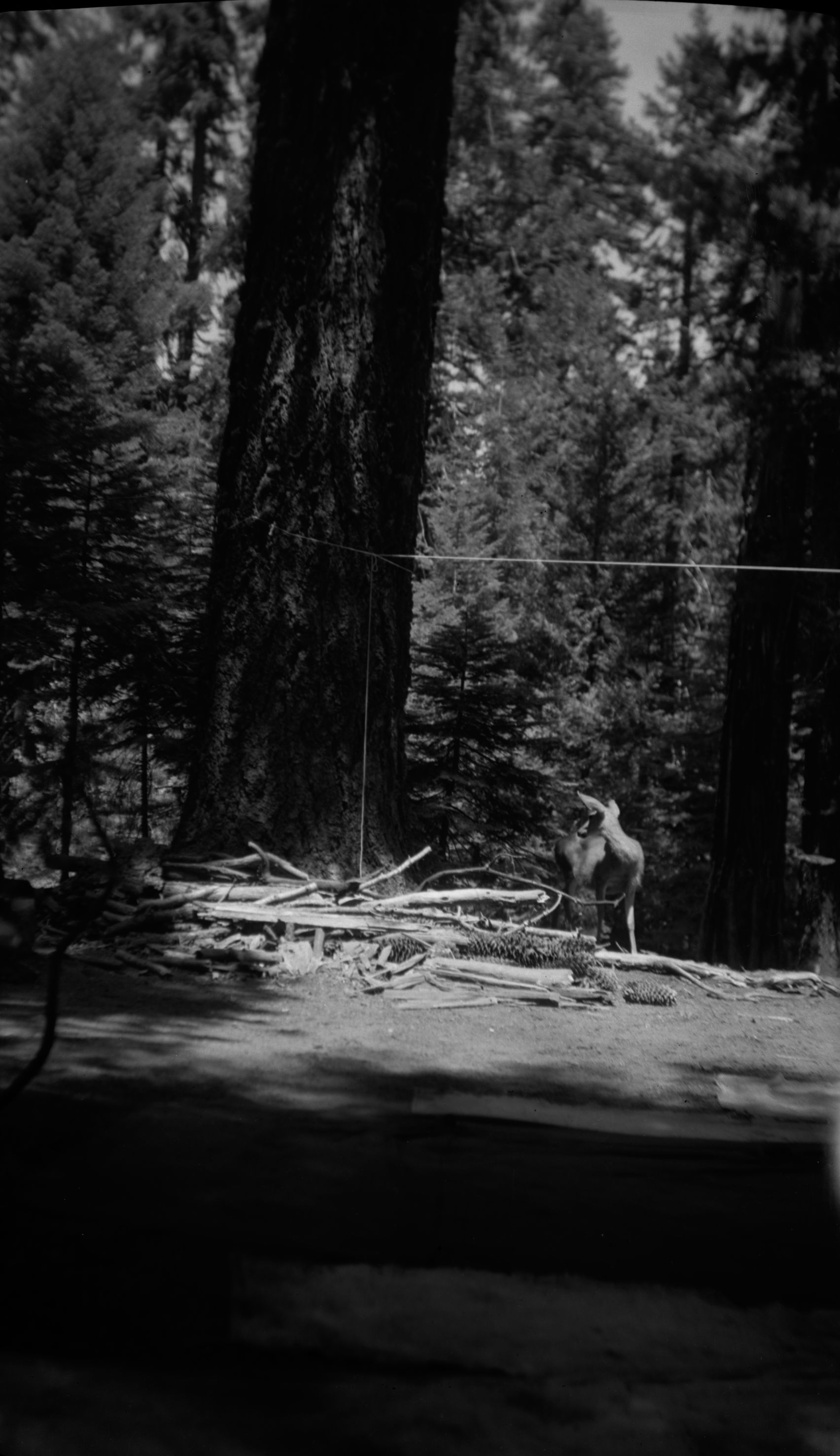 SEKI Roberts Collection Series: 2 Negatives; 3 Fauna