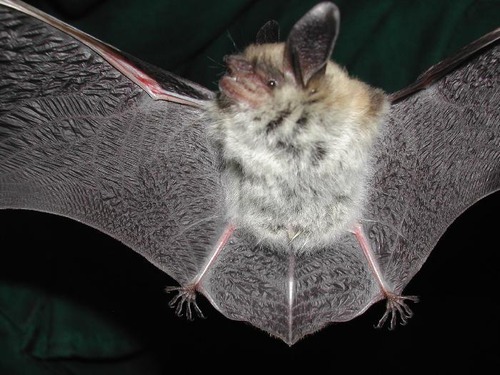 A Fringed myotis bat with wrinkly outstretched wings