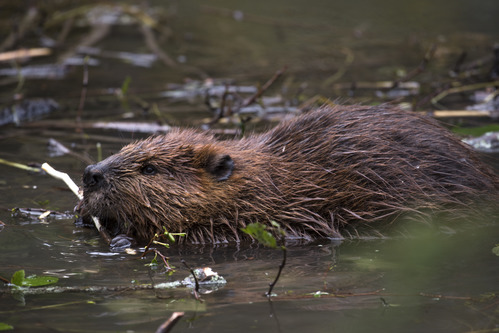 A beaver chewing on a twig