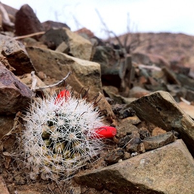 A golfball-sized cactus