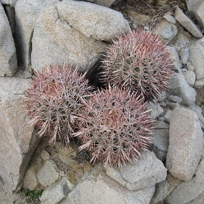 A rocky home