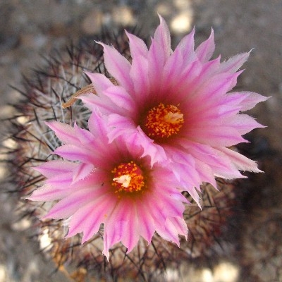 Spring blooms