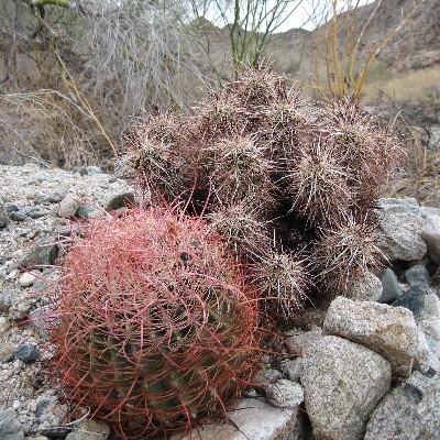 In Cholla Wash