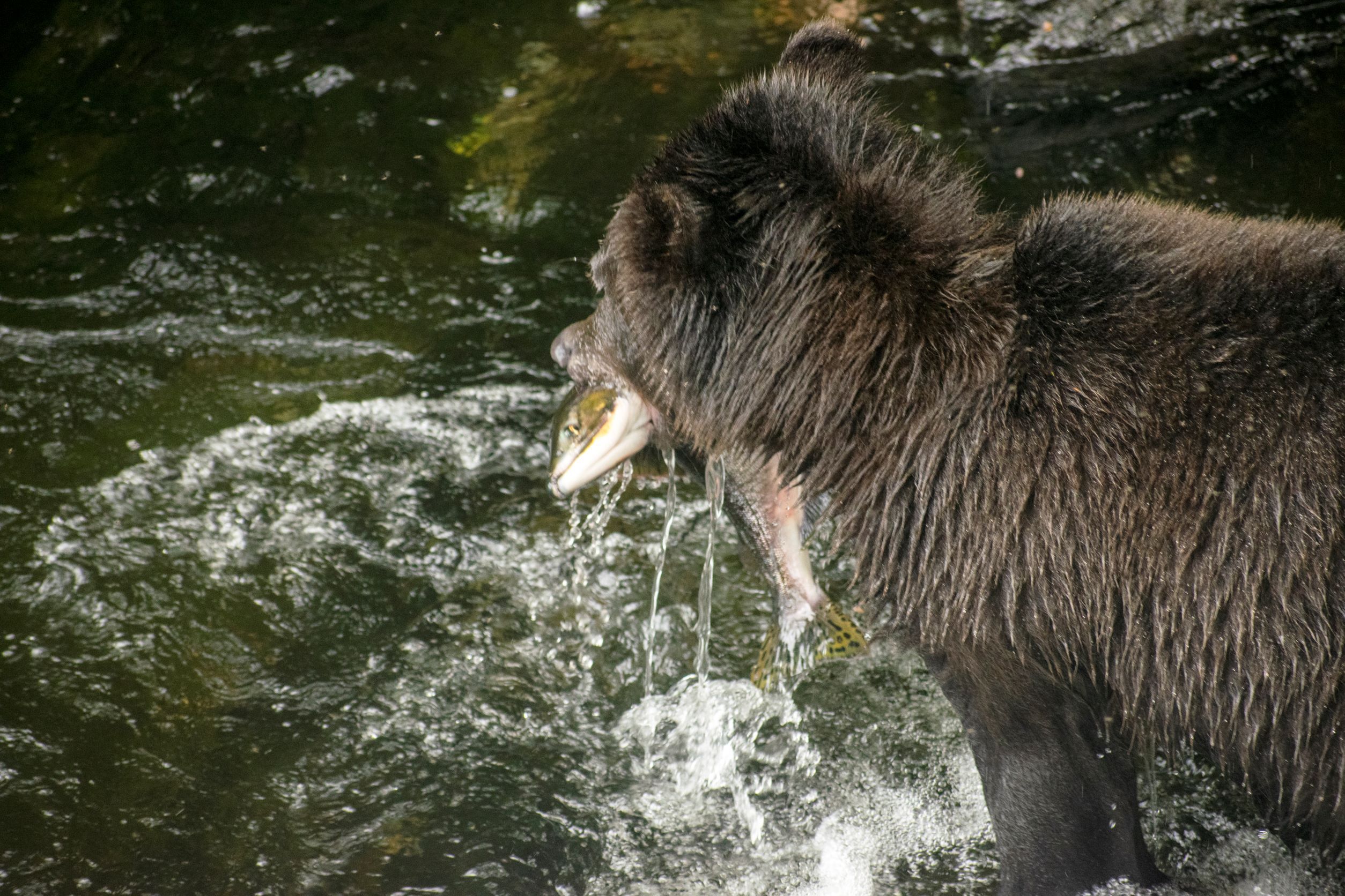 Bear holding a salmon in its mouth. 