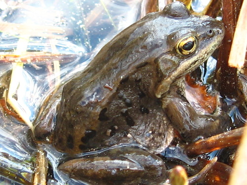 a small frog in a puddle