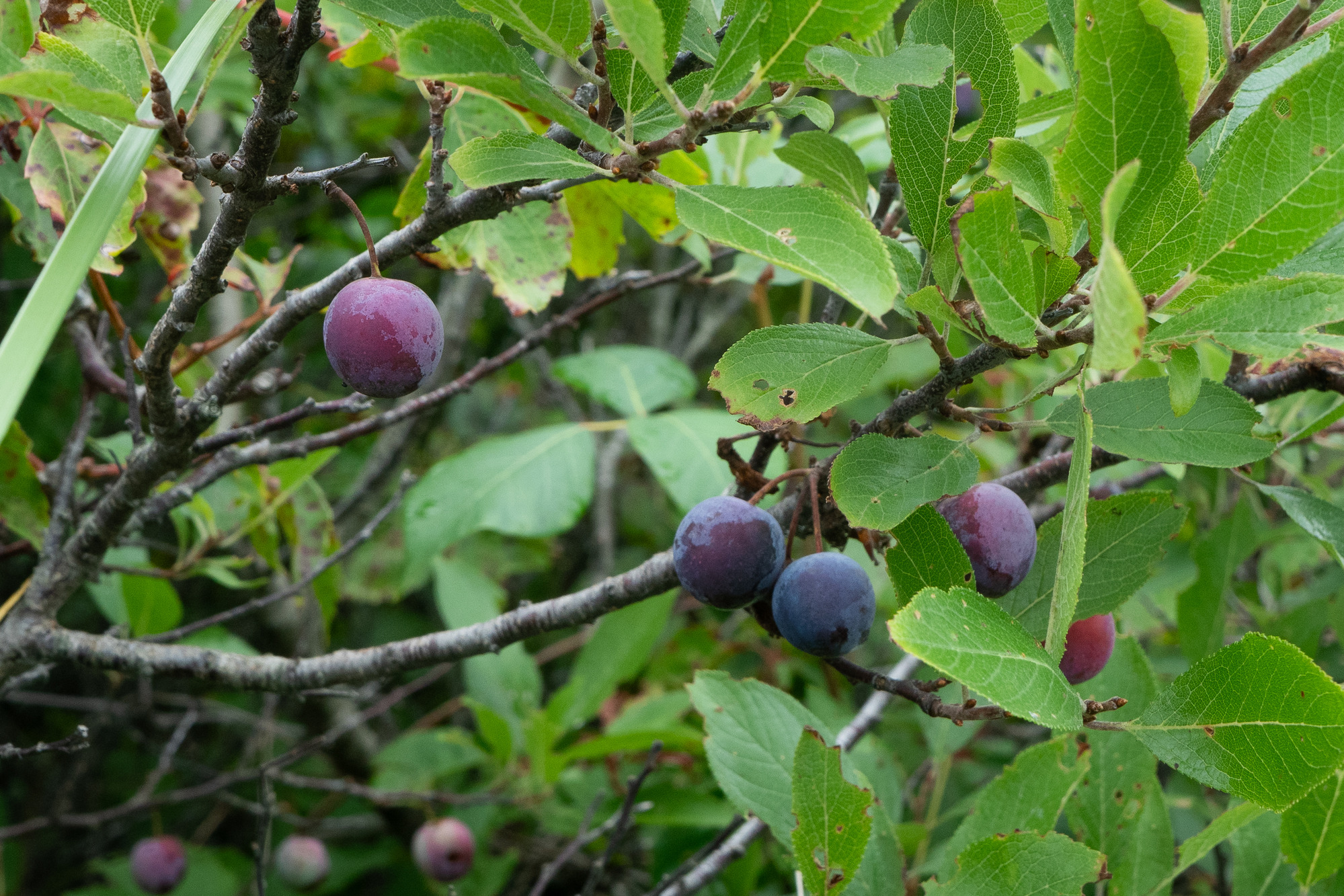 Small, round, purple fruits hang from green-leafed branches.