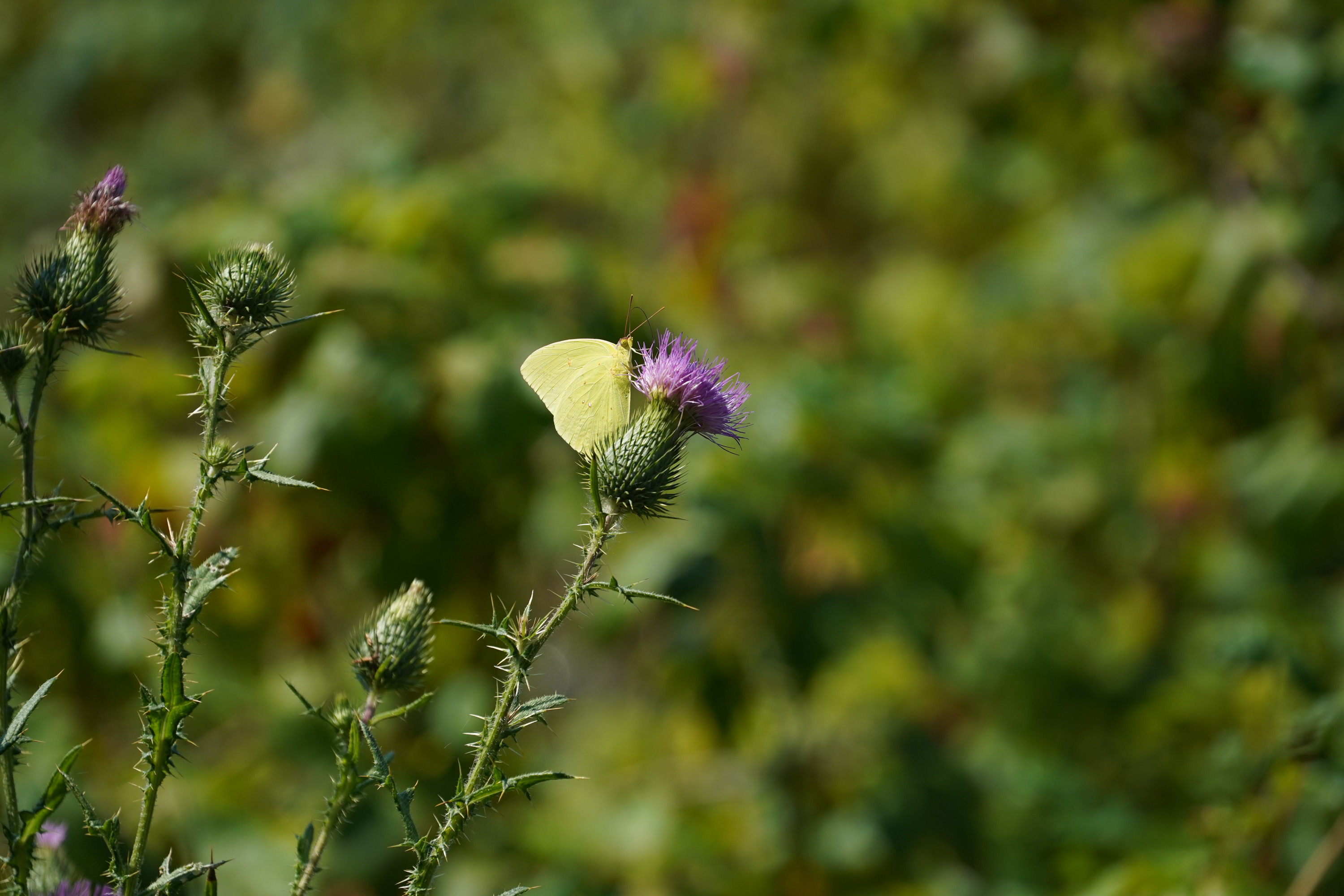 A small, pale yellow-green butterfly perches on a light purple thistle flower head.