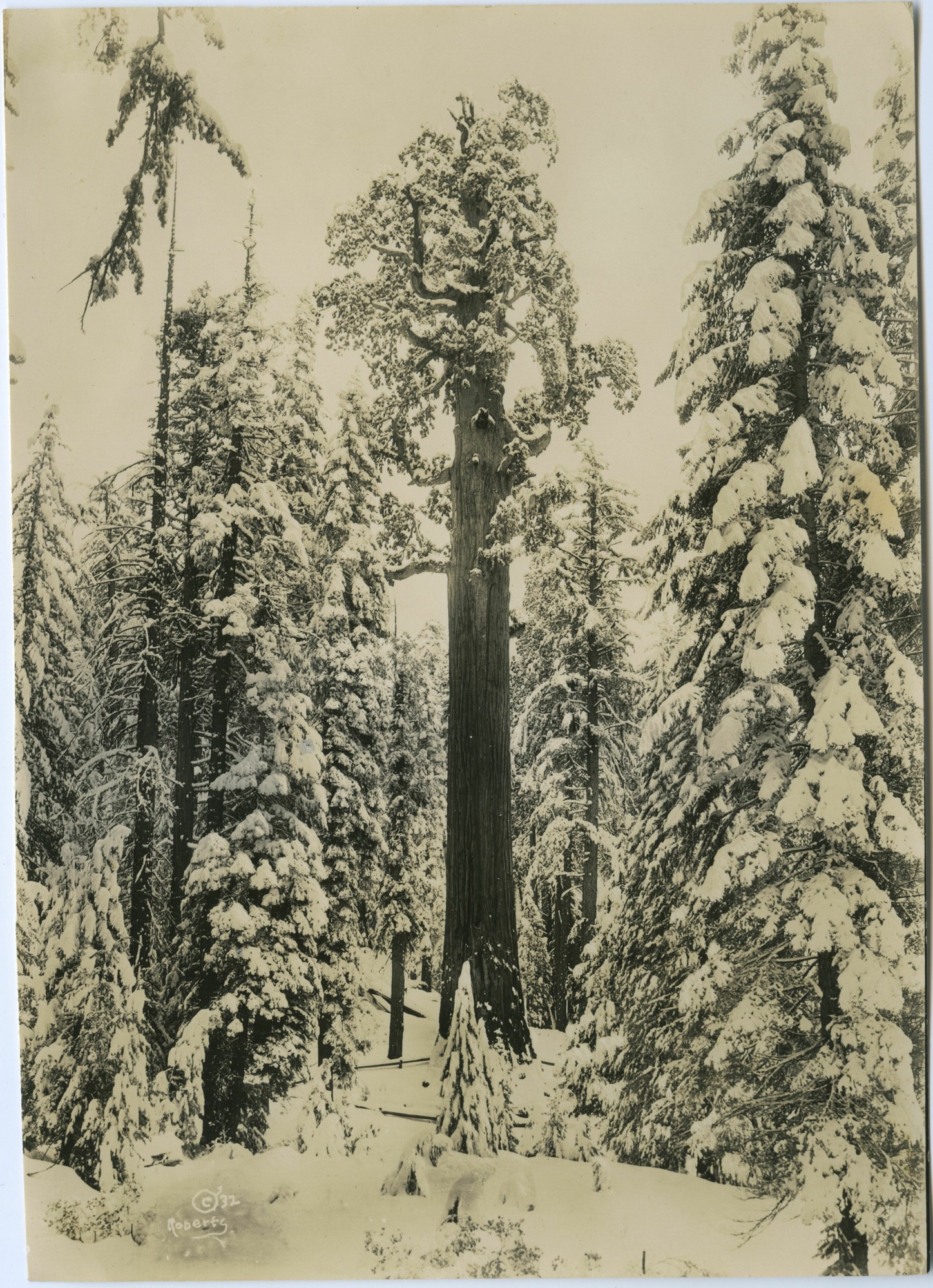 SEKI Roberts Collection Series: 3 Prints; 1 Small; 13 Sequoias