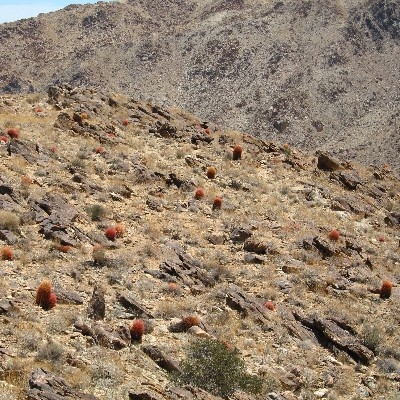 Along 49 Palms Trail
