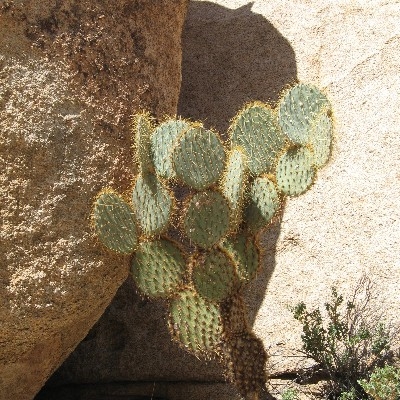 Along Barker Dam Trail