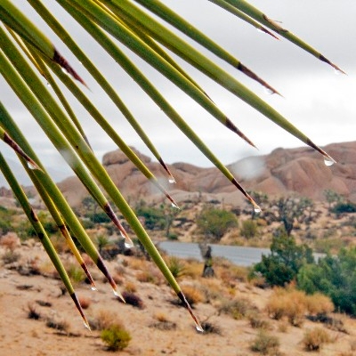 Raindrops on yucca spikes