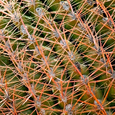 Barrel cactus spines