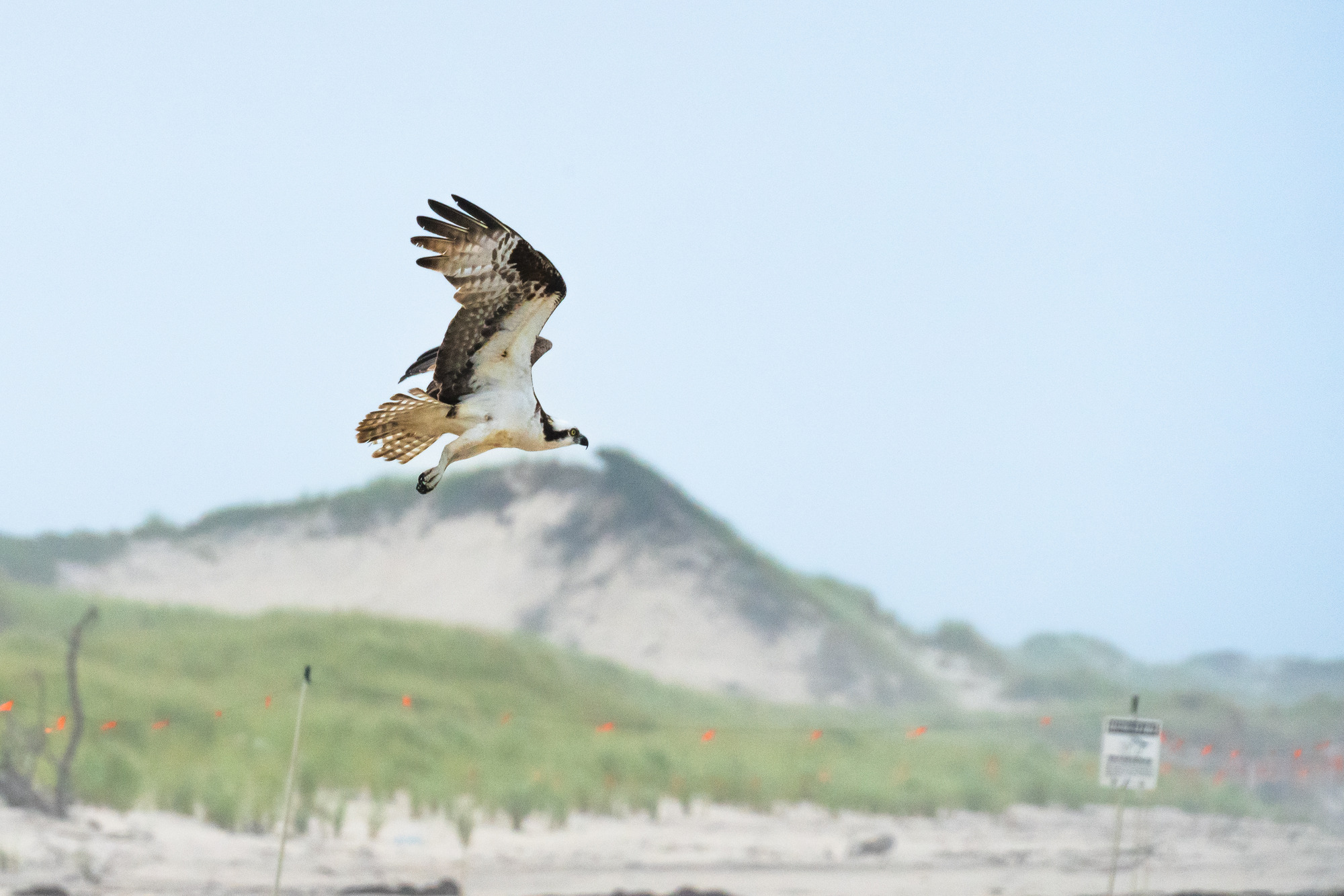 A white and brown bird of prey in flight with a sand dune and beach grass out of focus in the background.