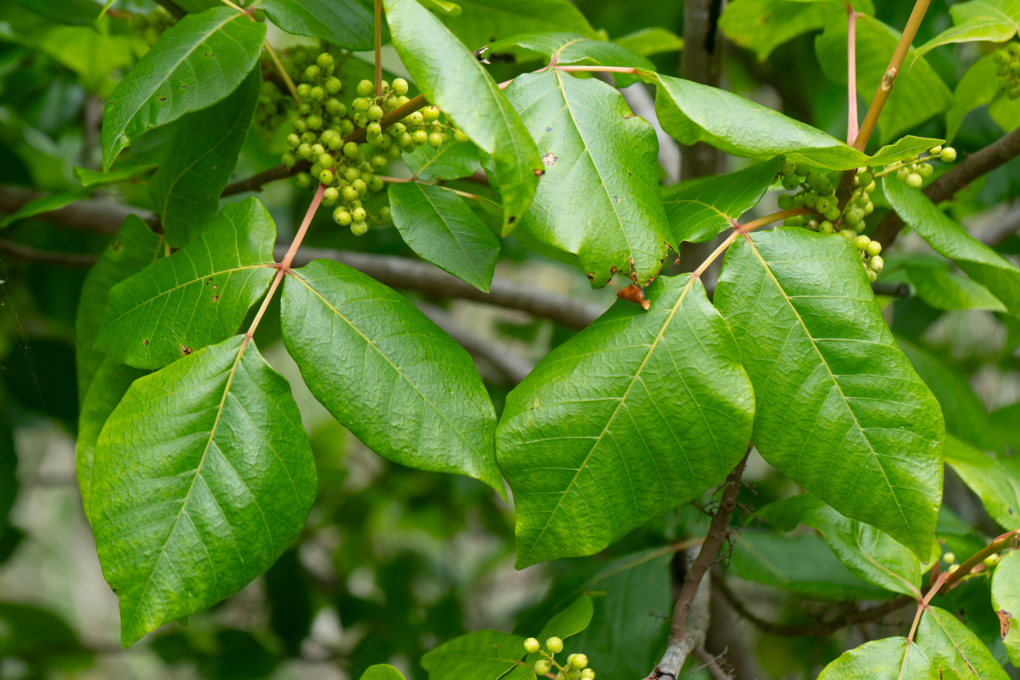 Green leaves in groupings of three and sprays of yellow-green berries.