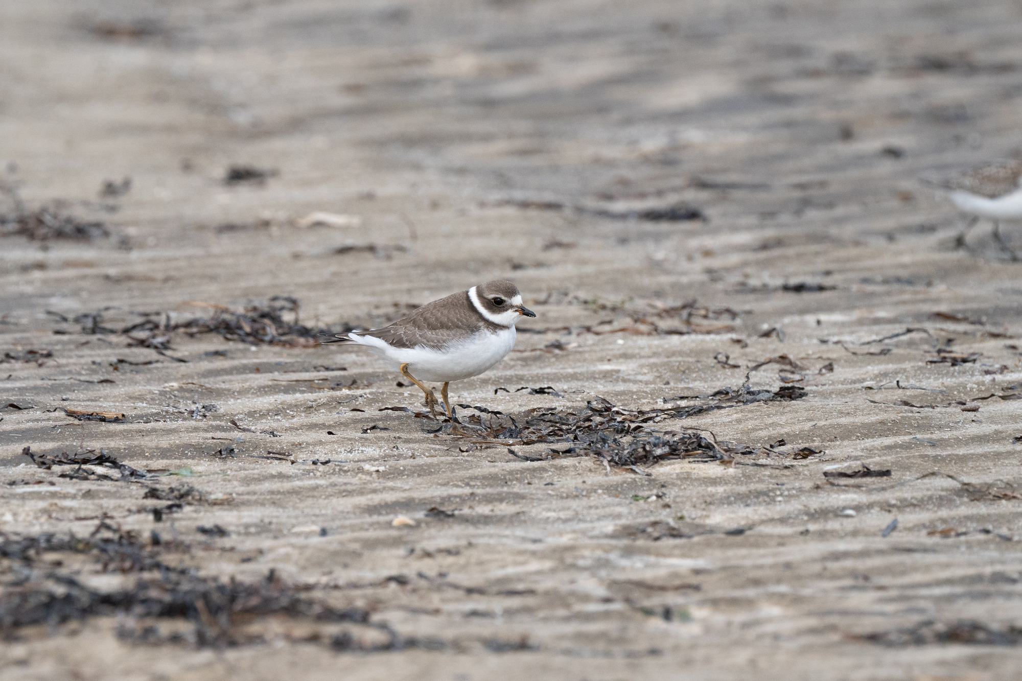 A small shorebird with tan and white markings walks a sandy beach strewn with dark seaweed and other debris.