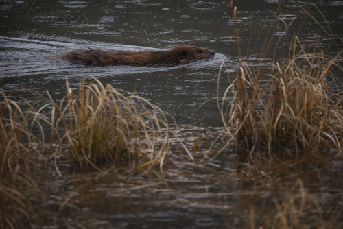 a beaver swimming in a lake