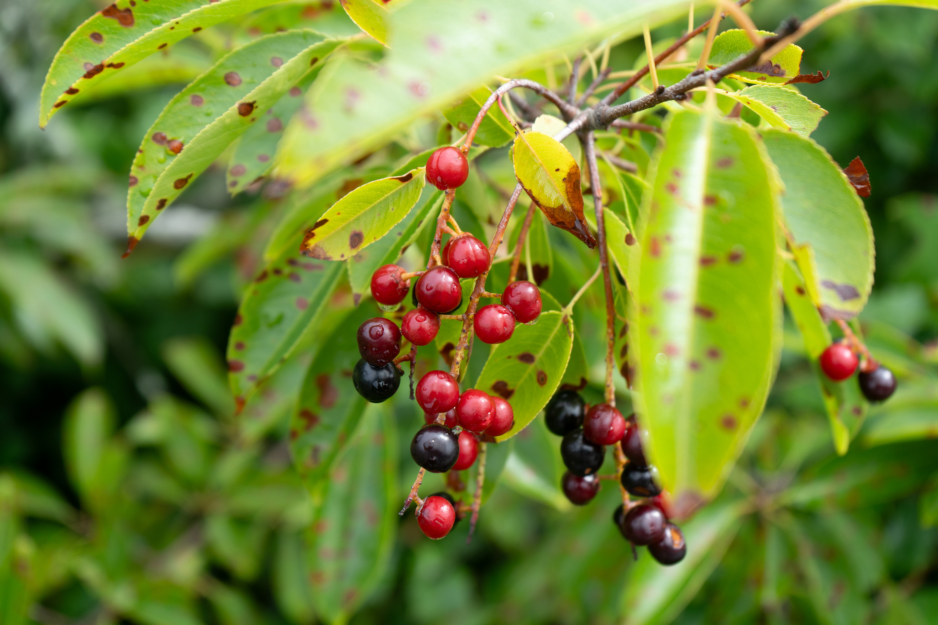 Small round fruit ranging in color from bright red to dark red to black on a woody branch with green leaves.