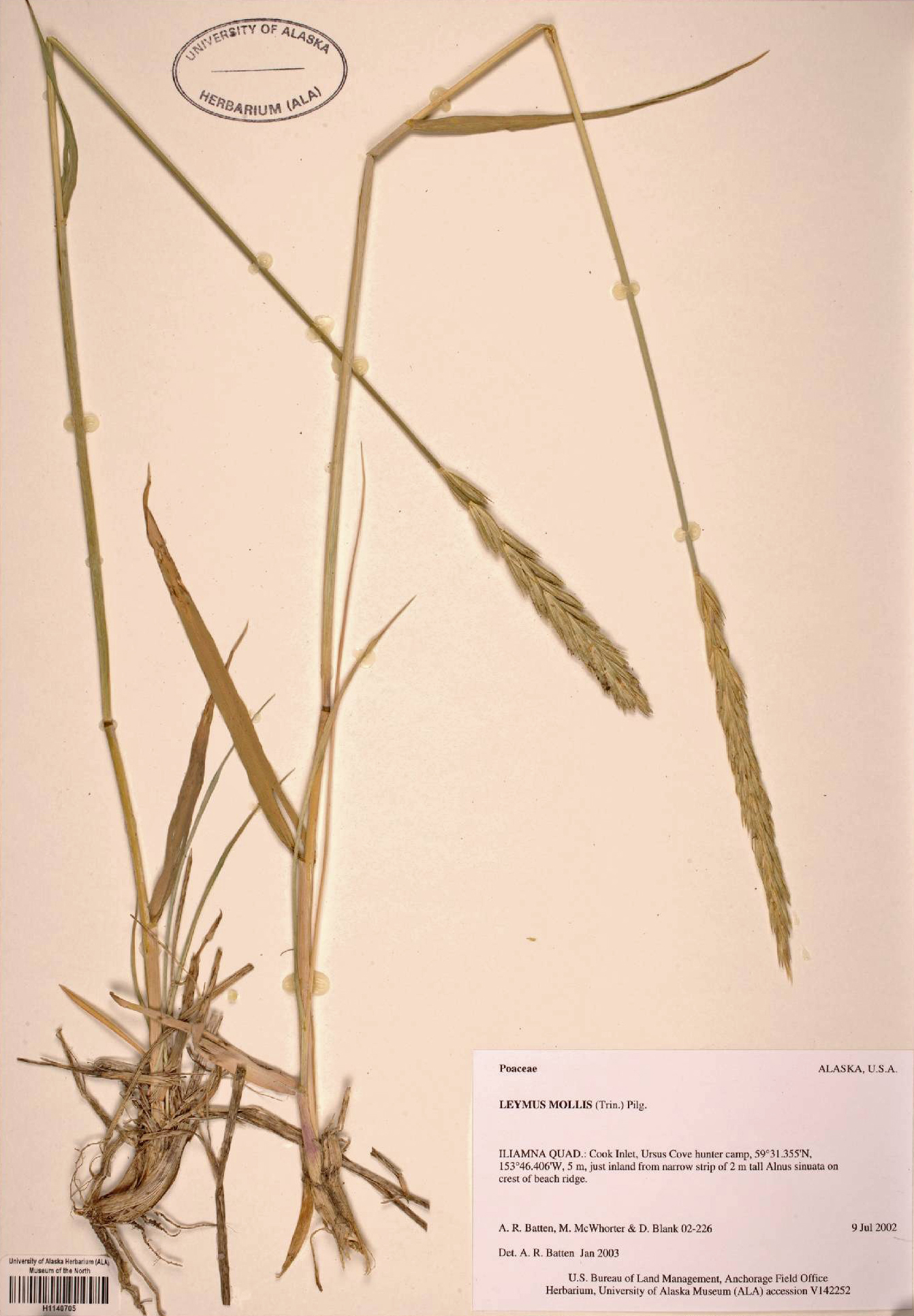 beach erect cook Gallery Item Display