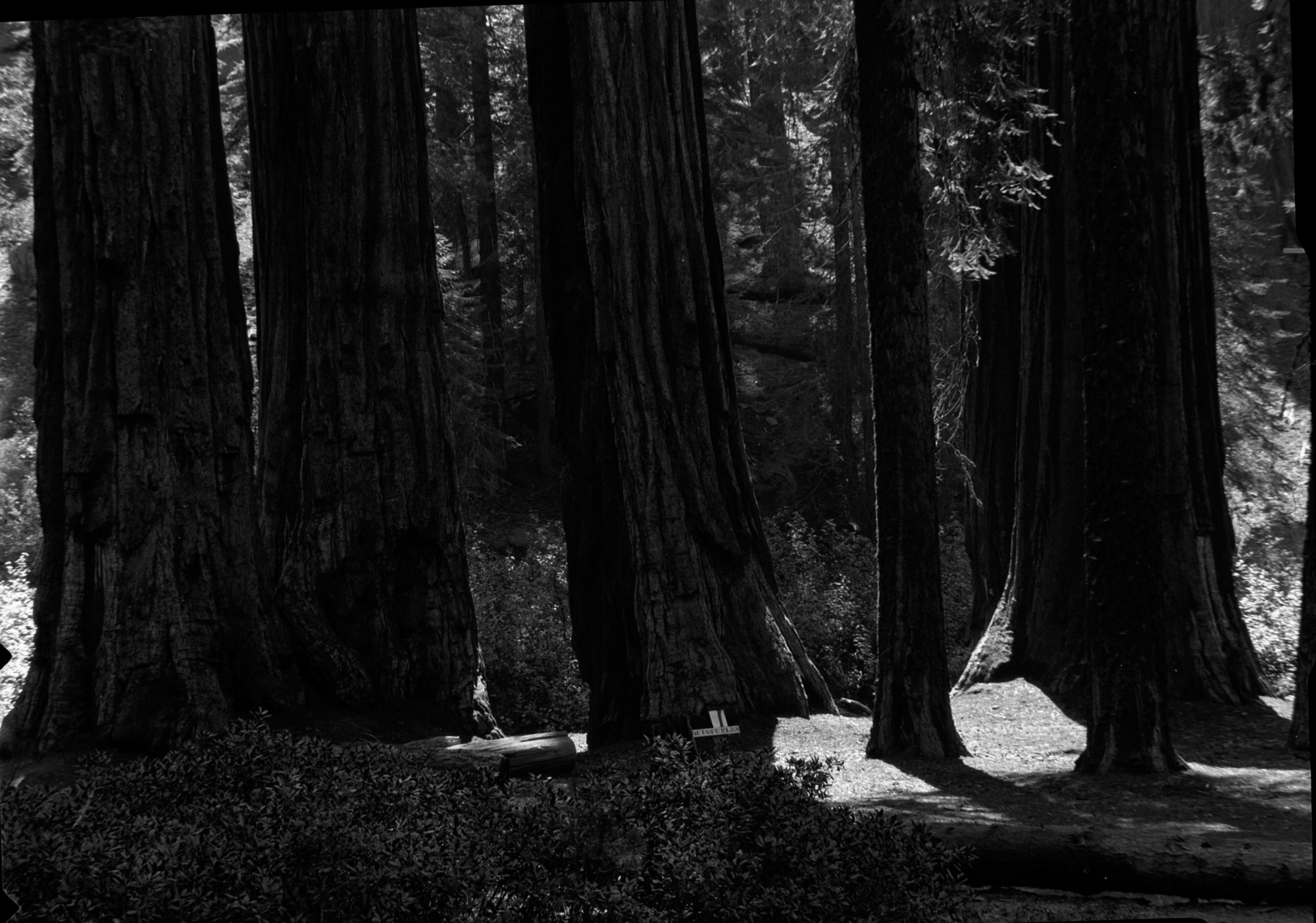 SEKI Roberts Collection Series: 2 Negatives; 13 Sequoias