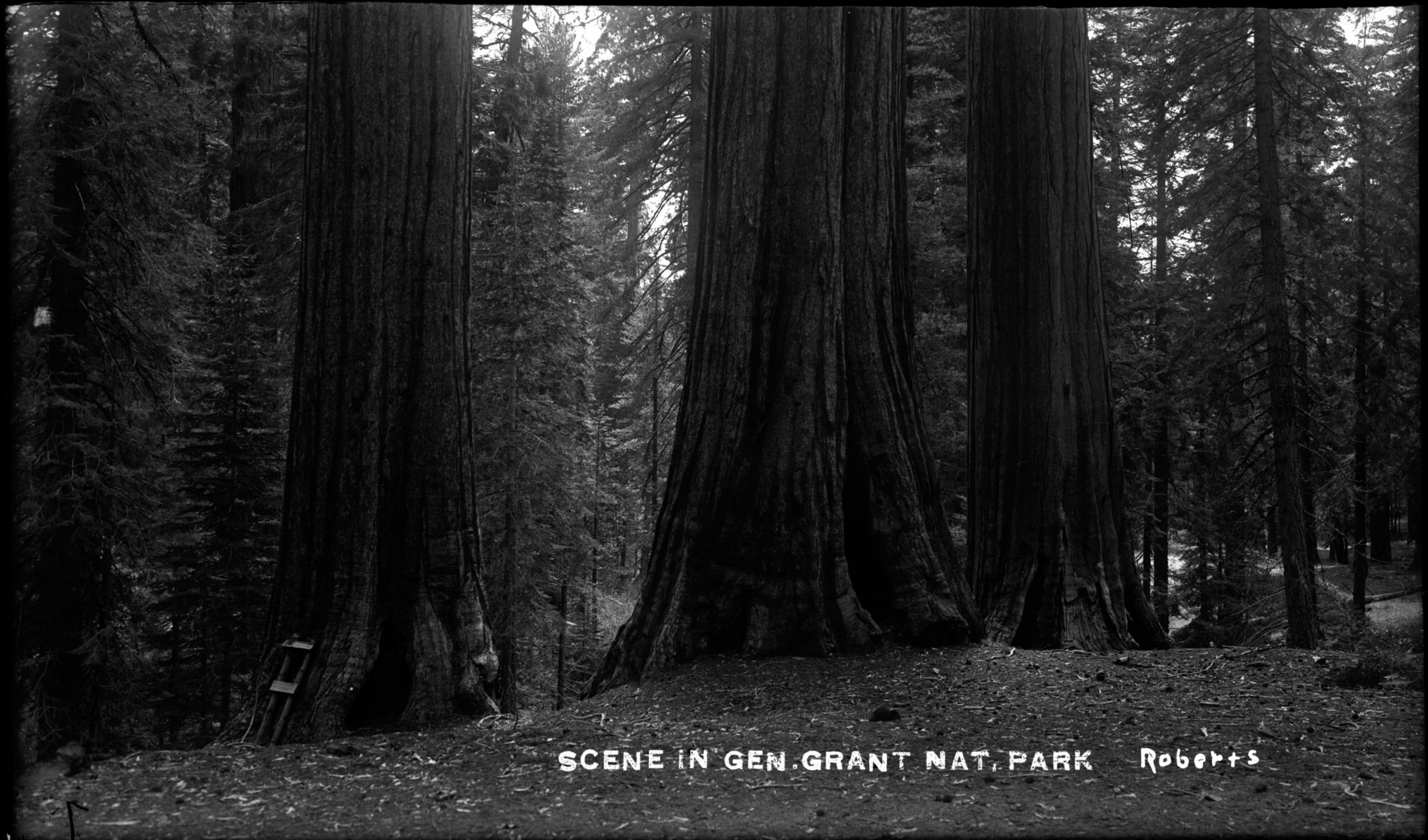 SEKI Roberts Collection Series: 1 Glass Plates; 1 Small glass plates; 13 Sequoias