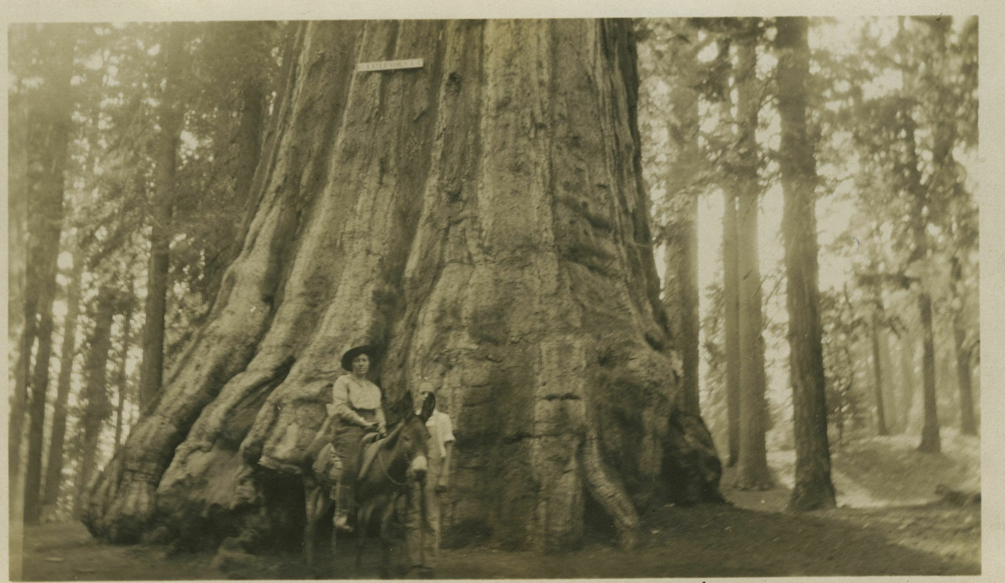 SEKI Roberts Collection Series: 3 Prints; 1 Small; 13 Sequoias