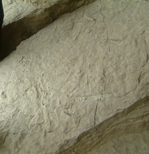 several small curved markings make 3 short trails on a large slab of tan rock. 