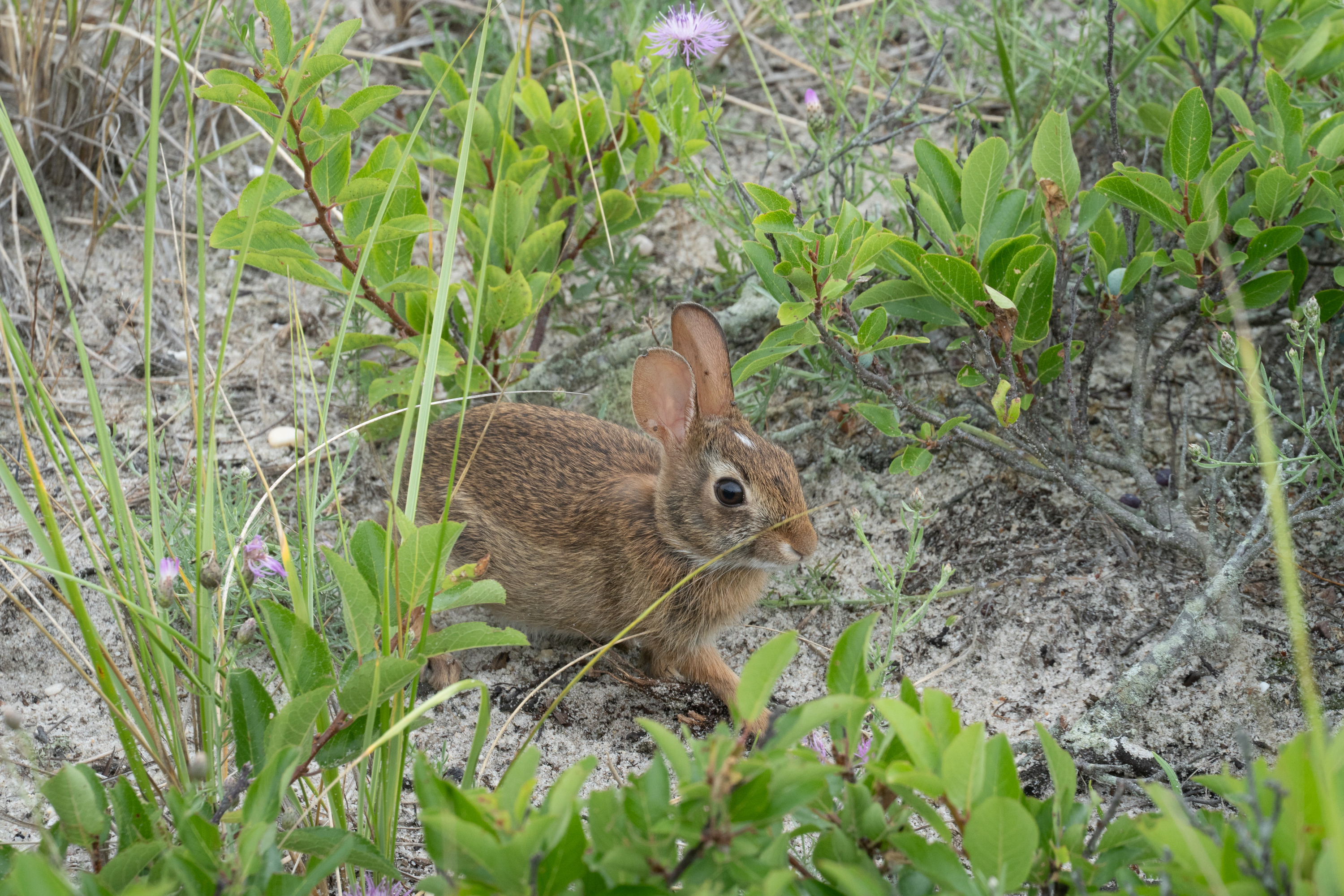 A small brown rabbit with large ears hides among green vegetation planted in sandy soil.