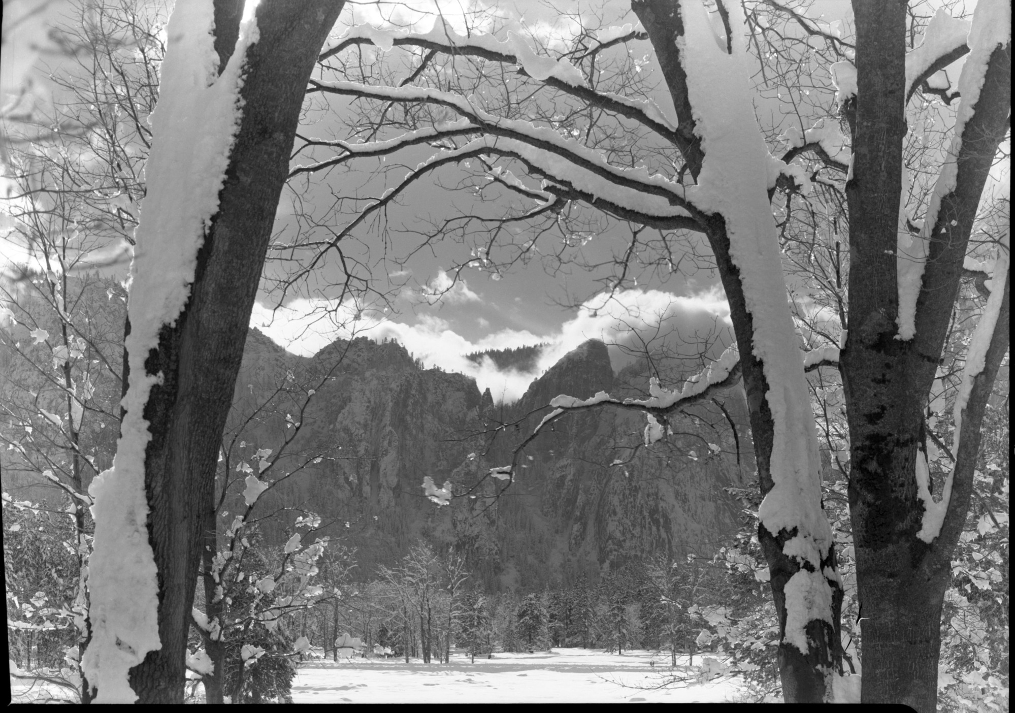Job No. 101. Looking through oak trees toward Cathedral Rocks.