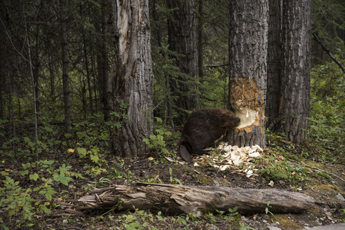 A beaver chewing on a balsam poplar