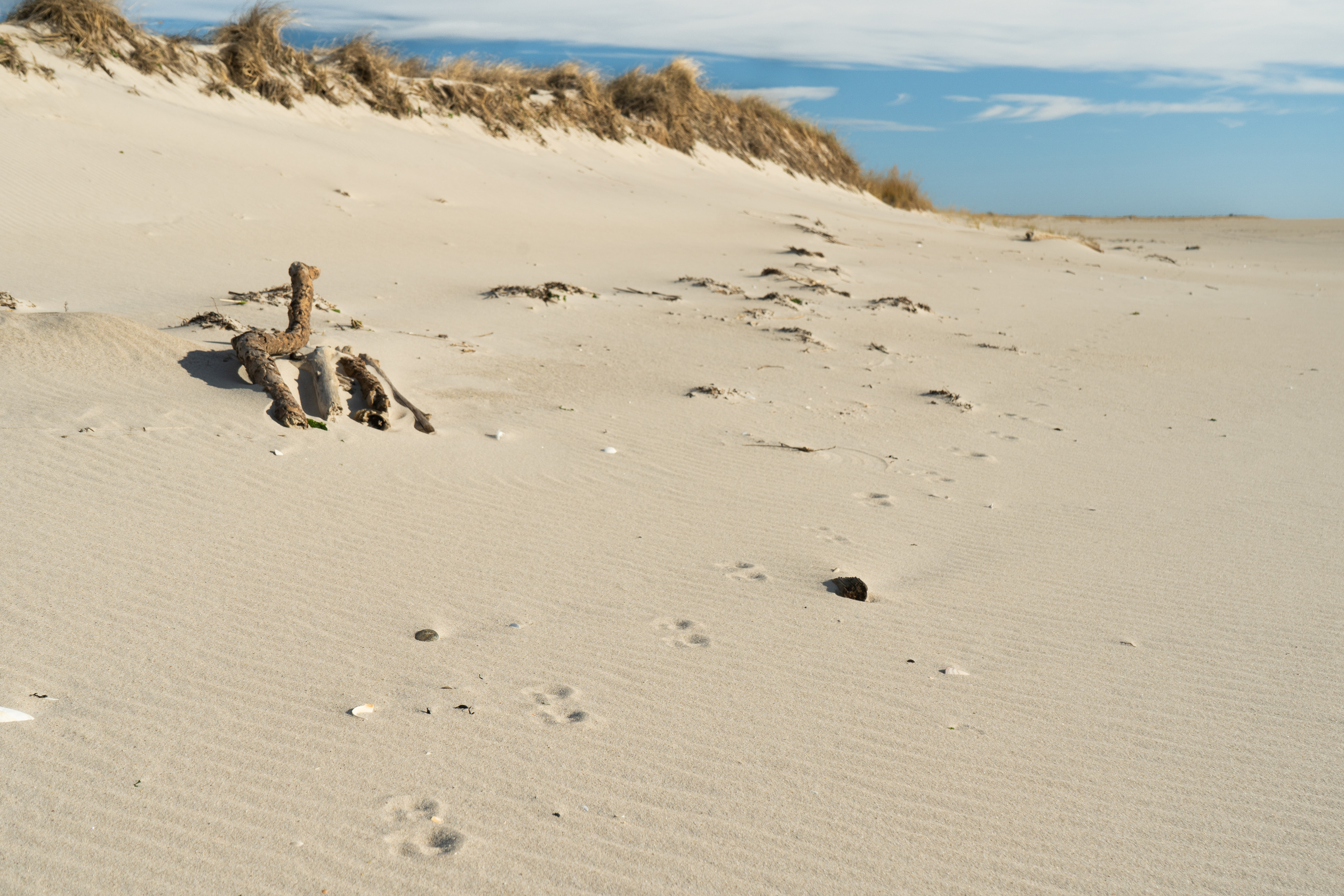 A pattern of paw prints in the sand runs along the dune on a sandy beach.