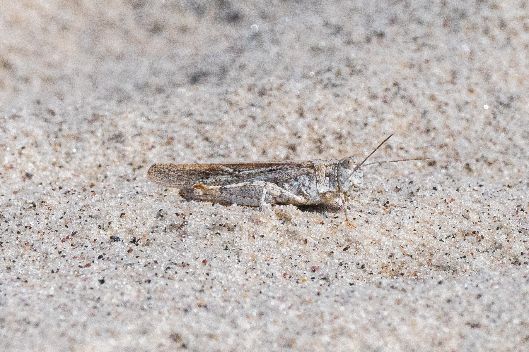 A close-up of a tan-patterned grasshopper camouflaged on similarly patterned beach sand.