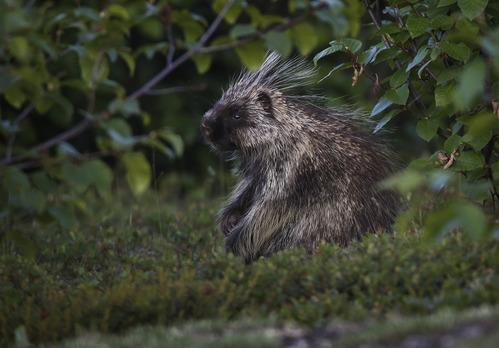 a porcupine sitting on its rear in a forest