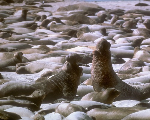 Elephant seals on beach
