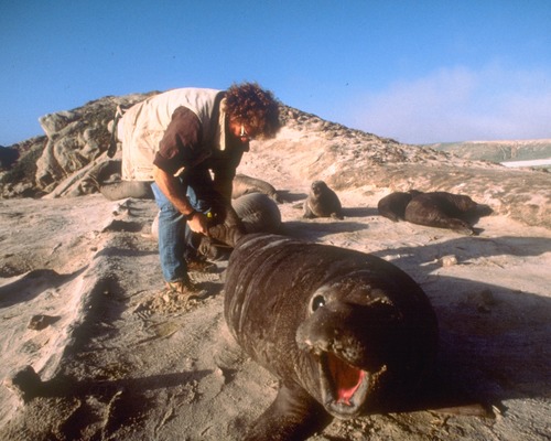 scientist researching elephant seal