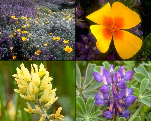 Poppies, lupines, and locoweeds are just part of San Miguel's lush springtime vegetation.